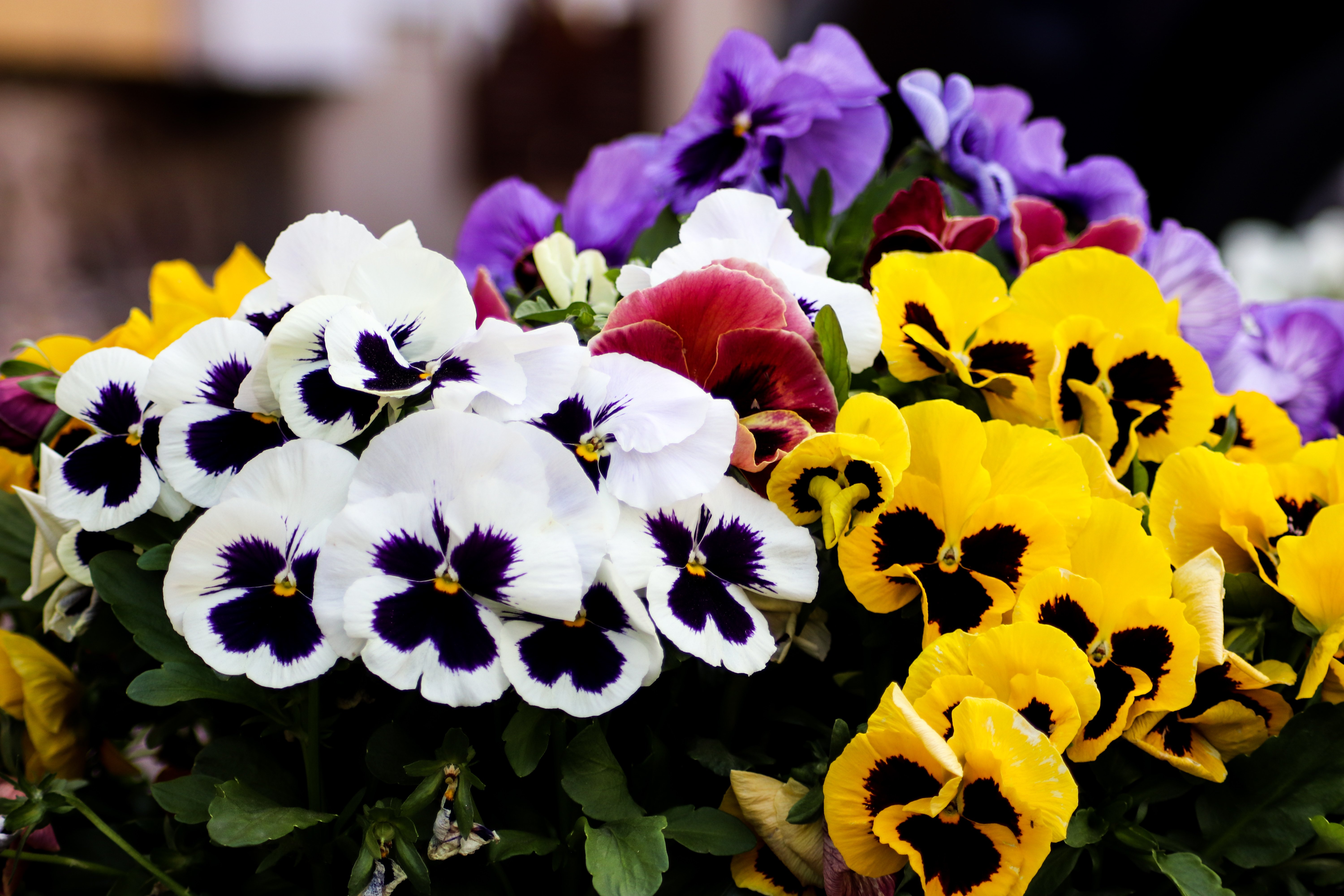 closeup-shot-of-colorful-pansies-2025-02-07-22-45-22-utc