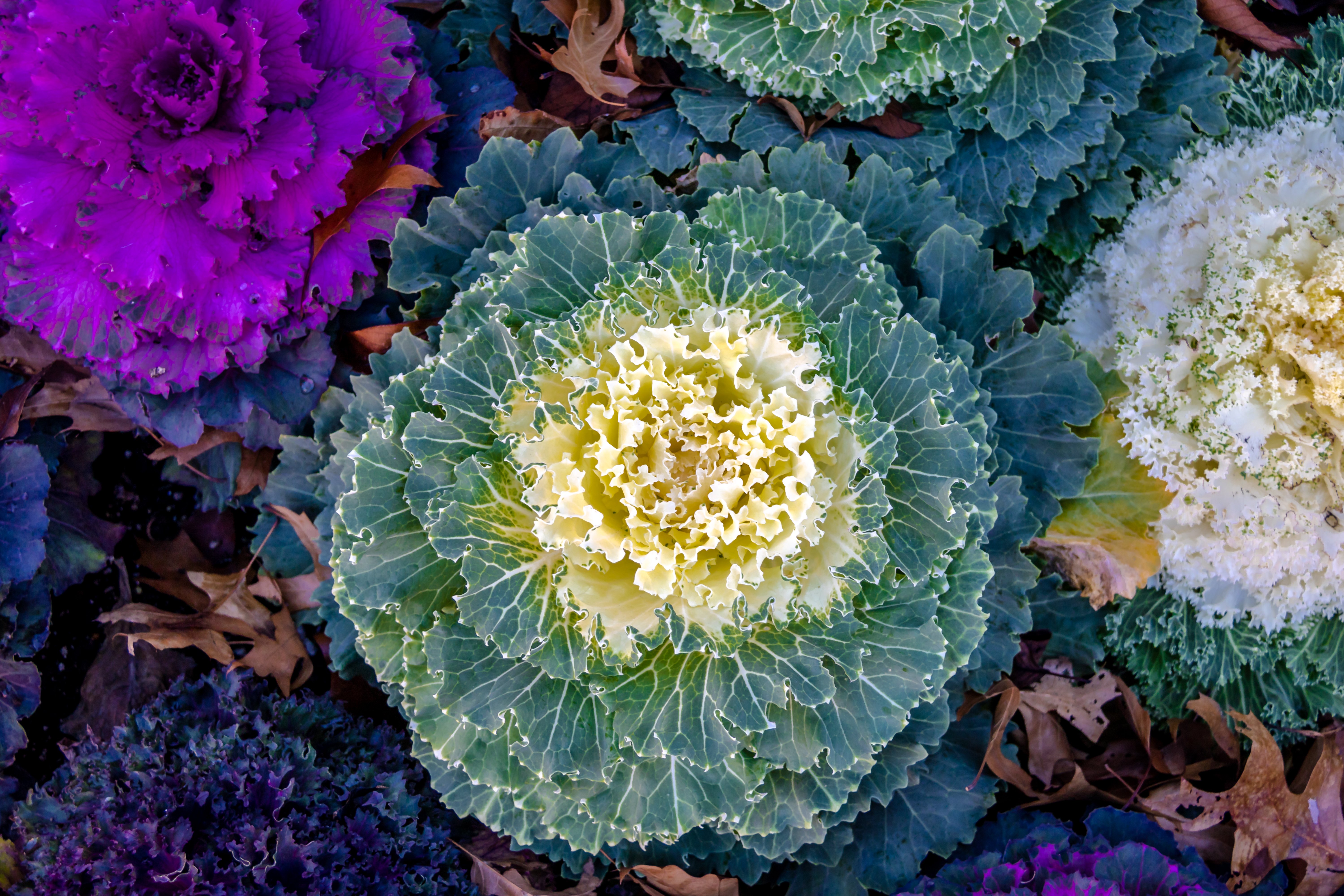 decorative-ornamental-kale-2025-03-25-03-17-44-utc