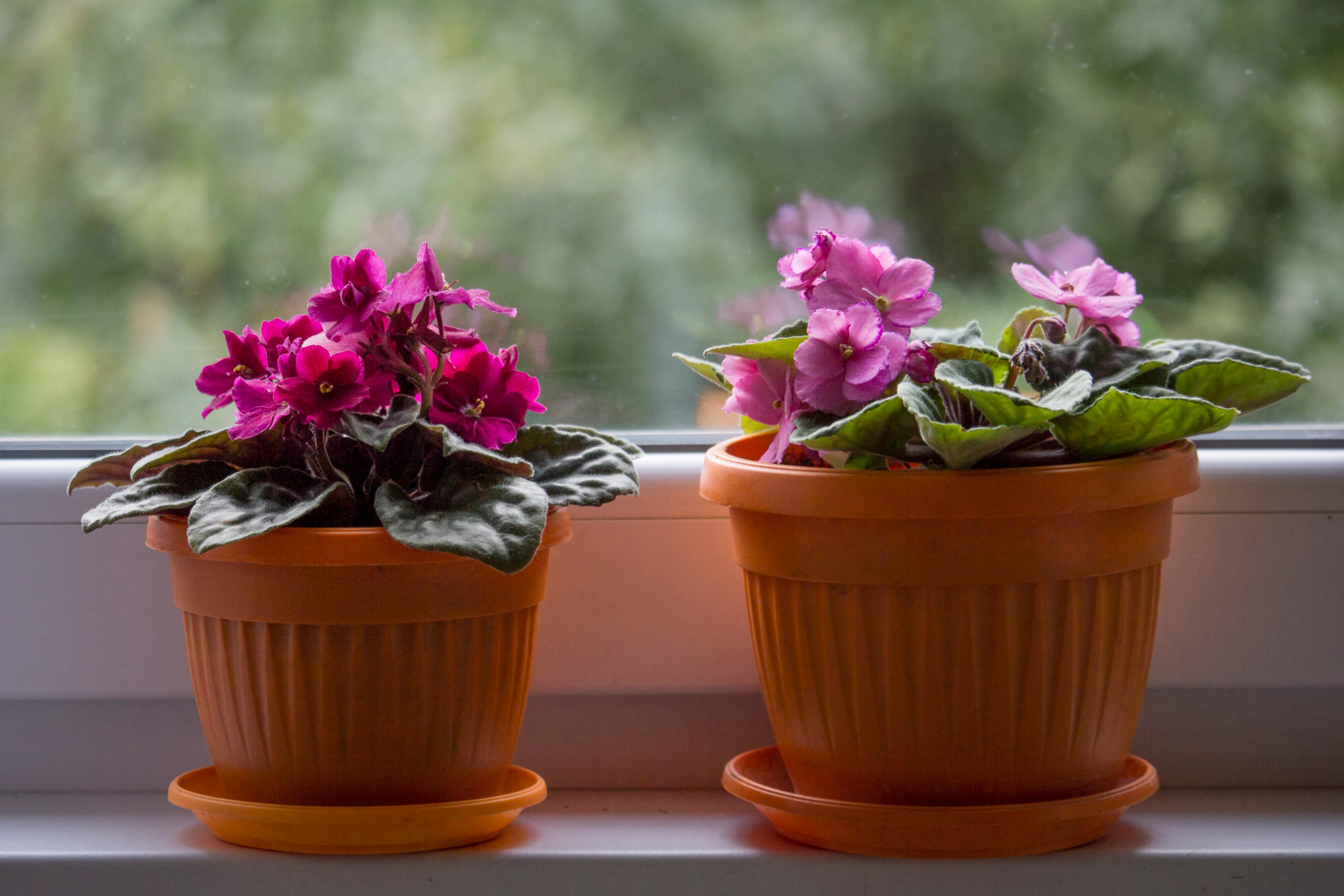 pink-and-purple-colors-of-house-potted-plants-on-t-2025-01-07-05-56-16-utc