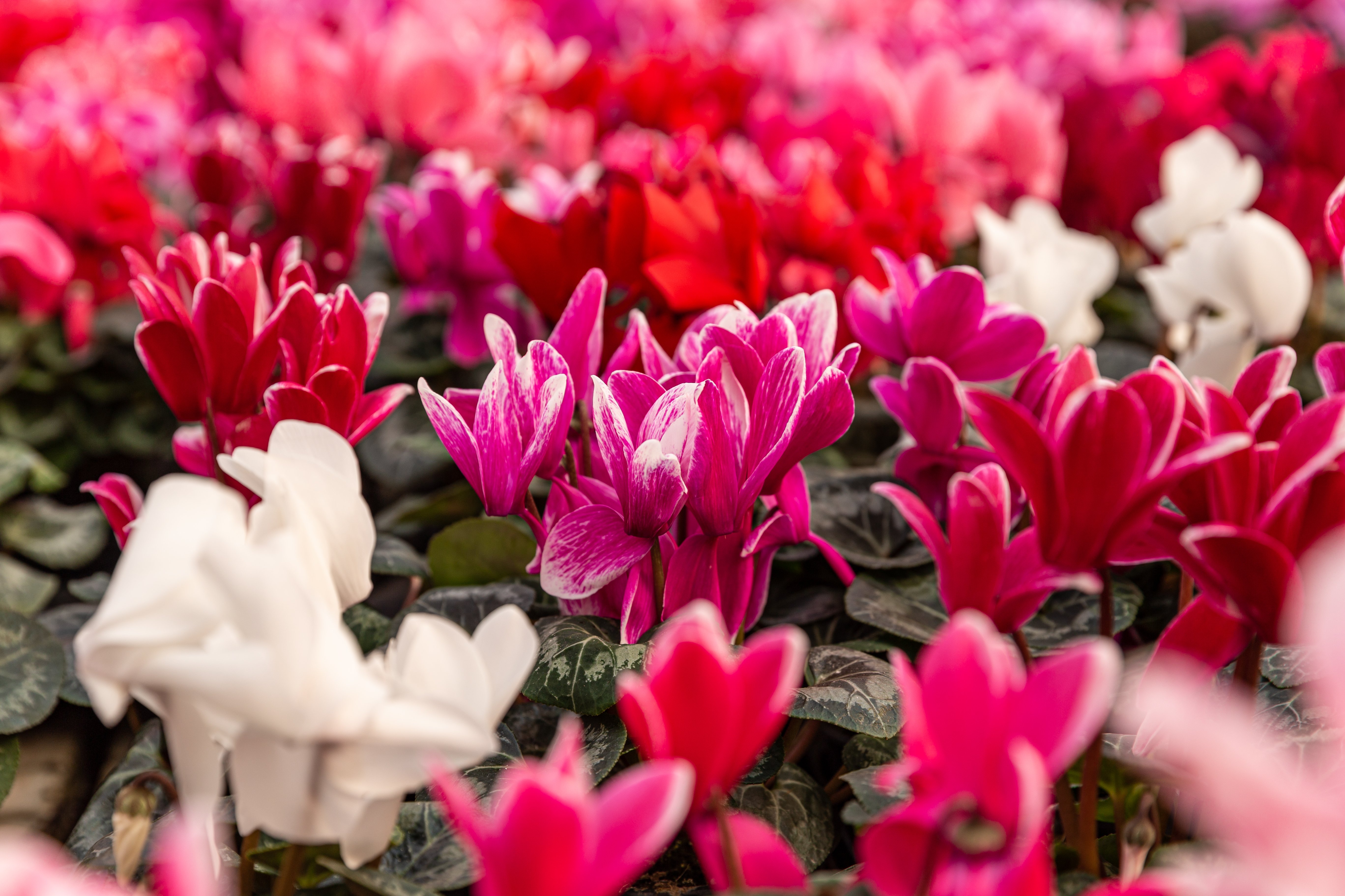 pink-cyclamen-blooming-2025-02-21-09-04-38-utc