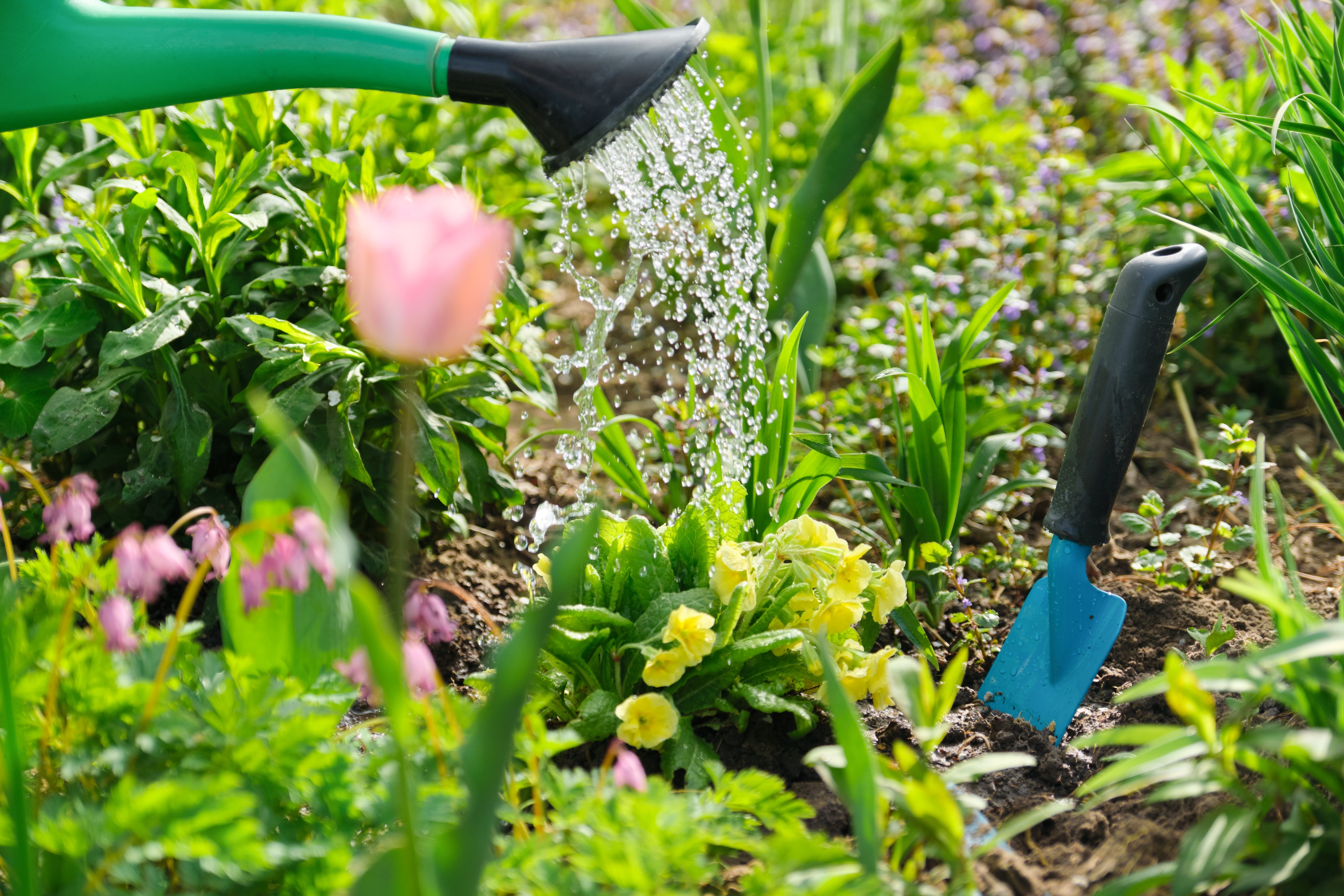 spring-flowers-in-flowerbed-in-garden-planting-an-2024-12-08-03-06-01-utc
